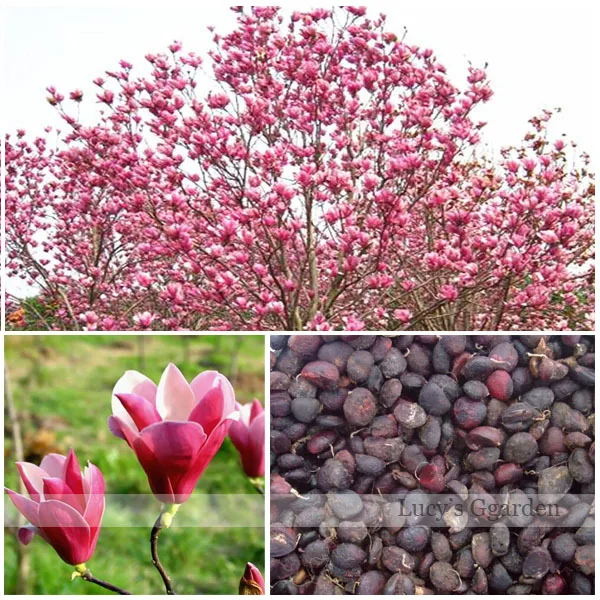 free shipping 10pcs magnolia seed magnolia tree flower seeds perennial garden aromatic plant free shipping 10pcs magnolia seed magnolia tree flower seeds perennial garden aromatic plant