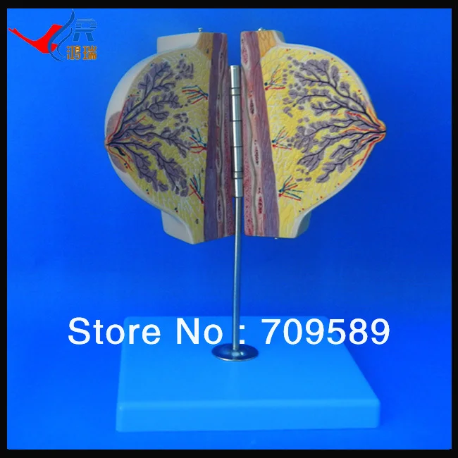 

Medical teaching breast anatomical model in resting period