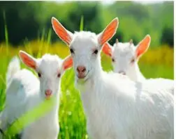 

MaHuaf-W895 goat breed Set for painting by numbers on canvas wall art animal pictures for living room
