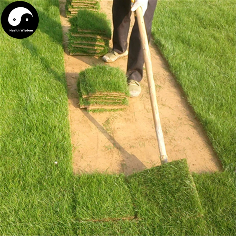 Buy Buy Evergreen Grass Semente 1000pcs Plant