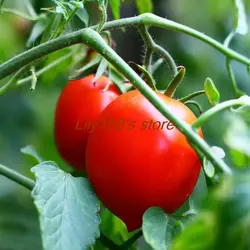 Красный персик помидоры Бонсай балкон фрукты овощи Бонсай томат бонсай 200 шт