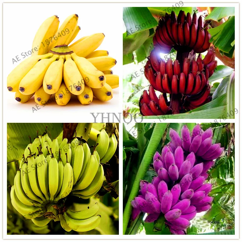 

Free shiping!100pcs/bag bonsai Banana Plantas High-nutrition and germination fruit plant for home and garden
