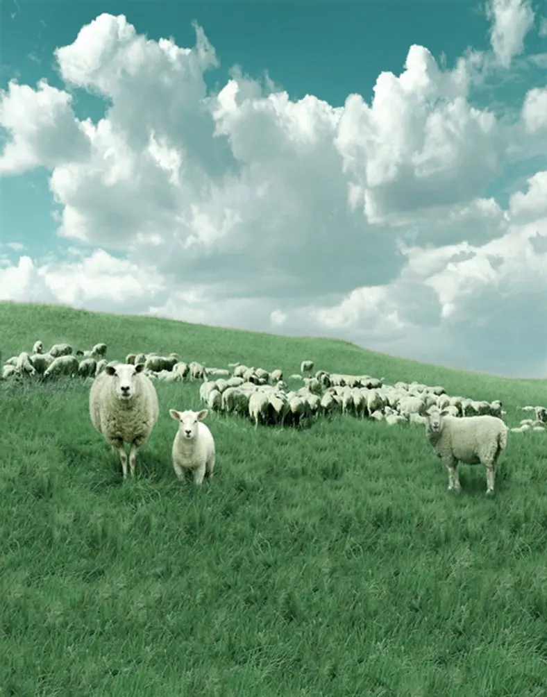 

5x7ft Lawn Grass Animal Sheep Photography Backdrops Photo Props Studio Background