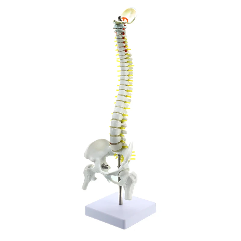 

45CM Human Spine Model with Pelvic Human Anatomical Anatomy Spine Medical Model Spinal Column Model+Stand