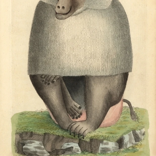 Hamadryas Baboon  Papio Hamadryas Poster Print By <ALIMT >&reg;</ALIMT> Florilegius Mary Evans (18 X 24)