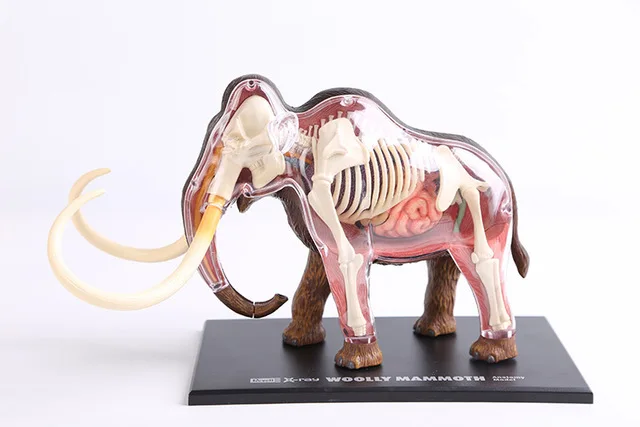 

Mammoth anatomical model Mammoth skeleton model Mammoth bones dimensional anatomical model science education model