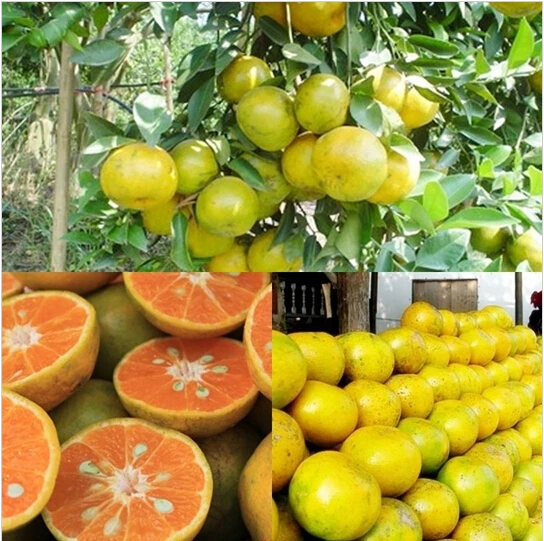 Details about   Thai Very Sweet Tangerine Orange Seeds 25 Seeds Premium Seeds High Germination 