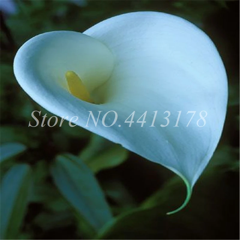 100 Pcs Calla Lily Bonsai Room Flowers Zantedeschia Aethiopica Bonsai Houseplants Home Garden Pot Plant the Budding Rate 97%