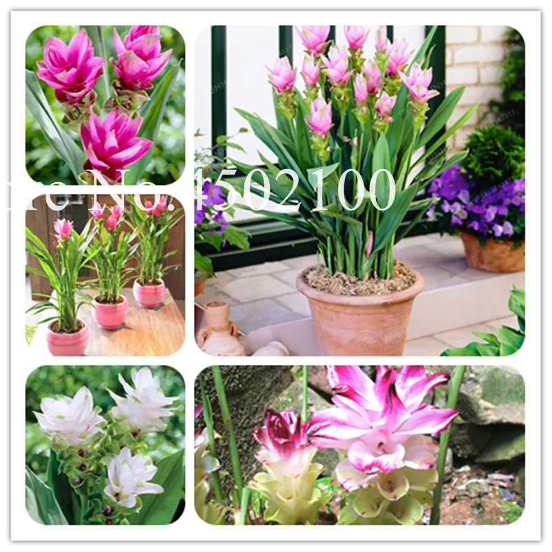 

100 Pcs Thailand Pink Curcuma Bonsai Also Called Siam Tulip Bonsai Rare Flower a Member Of The Zingeraceae Family Garden Plant