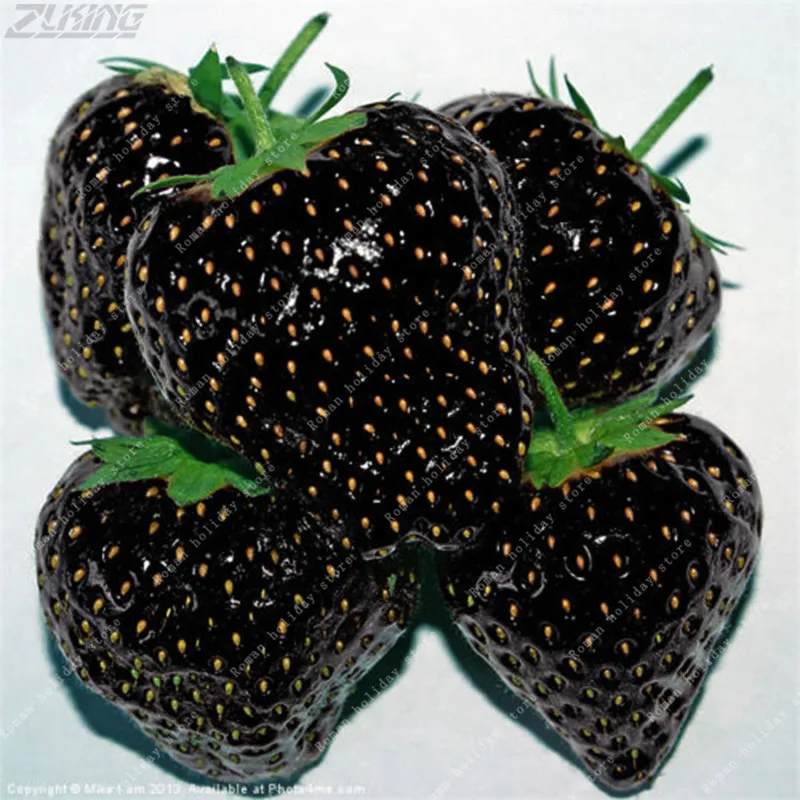 

ZLKING 100 Pcs Rare Black Strawberry Exotic Delicious Juicy Tasty Edible Fruit Wild Organic Bonsai Plants Stand Bonsai