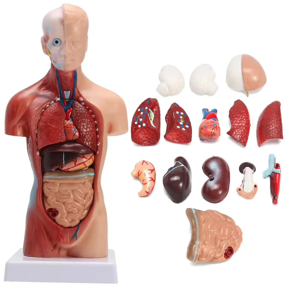 

28CM Human Anatomical Small Body Organ Distribution Viscera Model Detachable Educational Medical Science Teaching Model Kit New
