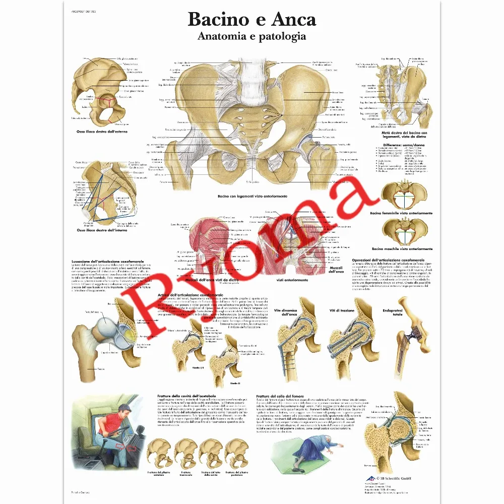 Vintage about Bacino e Anca Posters Kraft Paper Painting Wall Sticker Print Art Hospital Classrooms Interior Decoration 42X30cm