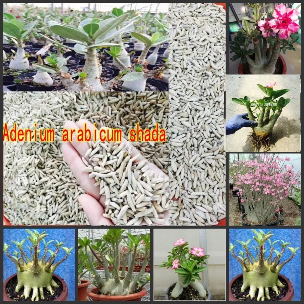 

100% Fresh Real " Adenium arabicum " MIX - Adenium Obesum semillas - Bonsai Desert Rose Flower Plant Sementes