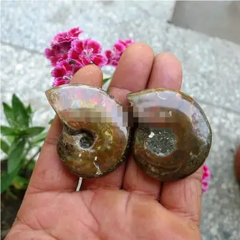 

2pcs Nautilus Ammonite Fossil