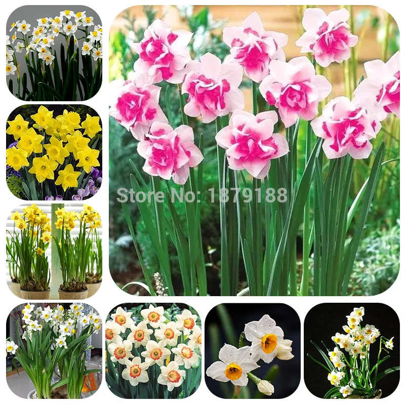 

100pcs Narcissus Bonsai Rainbow Daffodil Flower Absorption Radiation aquatic plants double petals Narcissus garden plant B39