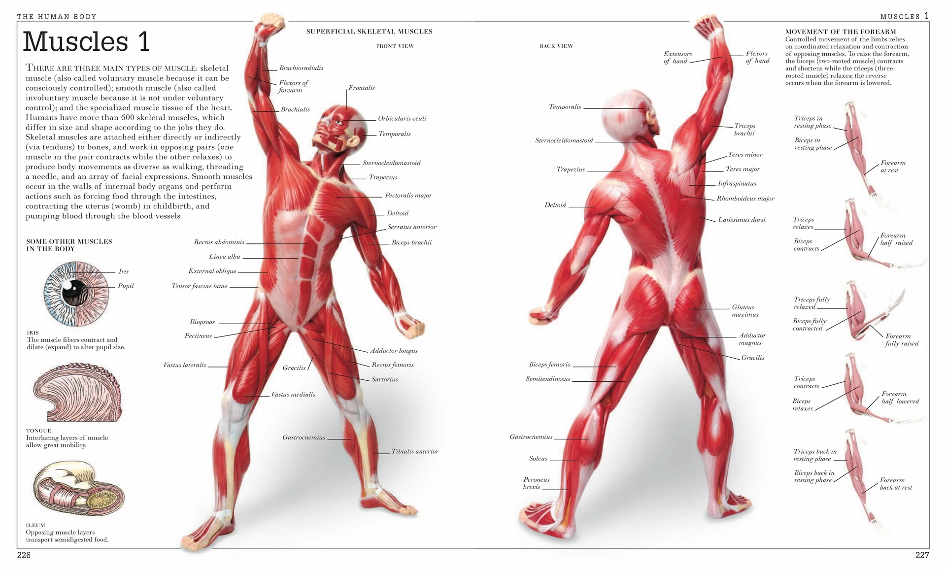 Vintage Human Anatomy Encyclopedia Poster Body Muscles Classic Canvas