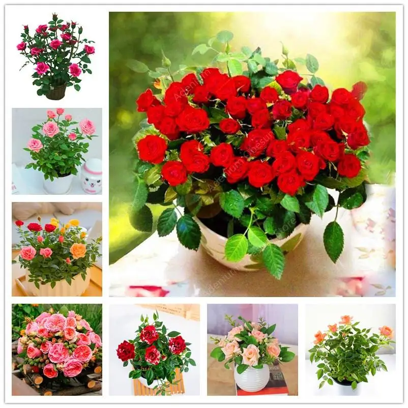 

100pcs Rare Holland Rainbow Rose Flower bonsai Home Garden Rare Flower plant 24 color rainbow Rose,rose flower for garden plant
