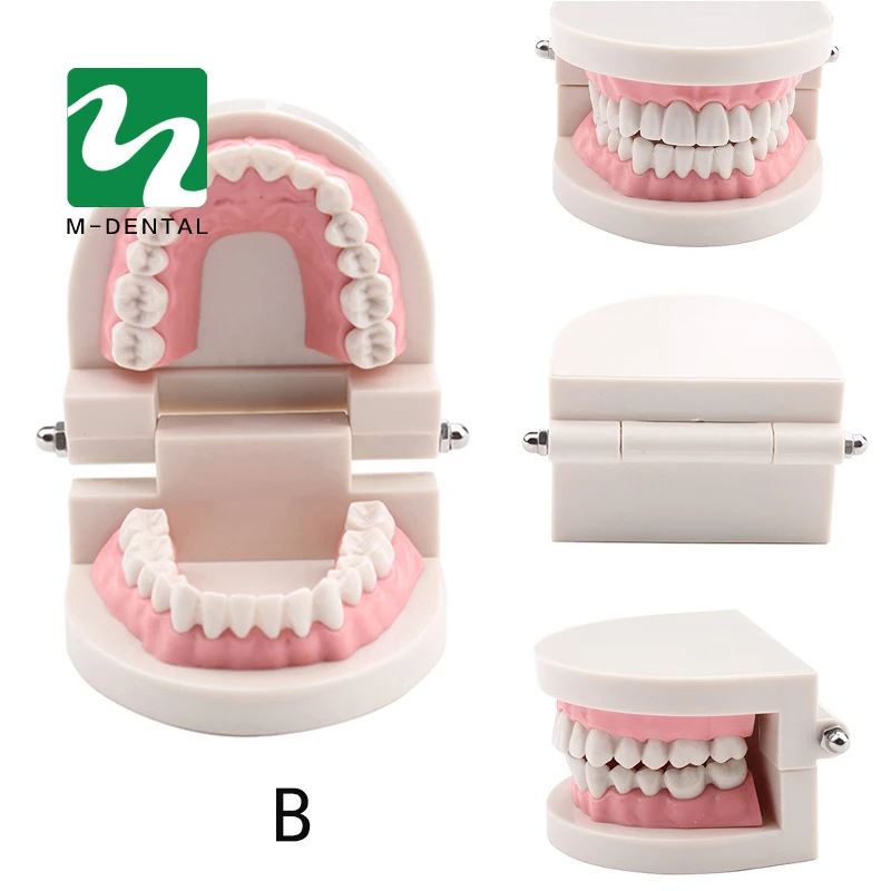 Различные стоматологические модели зубов используются для обучения и больничных стоматологов