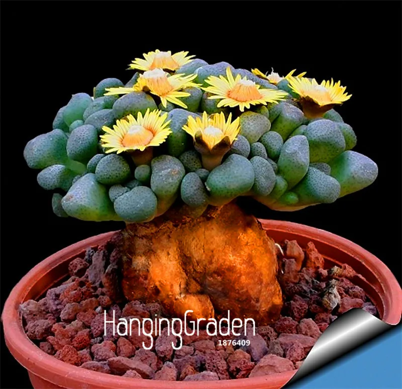 

New 2018!100 bonsai/bag Ball cactus garden rare succulent plant plantas Bonsai Celestial Flower pot planters Flores,#9GBKQ8