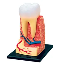 4d Анатомия человеческих зубов Тройная-корень молярная модель головоломка Сборка игрушки скелекон медицинская учебная помощь лабораторное образование