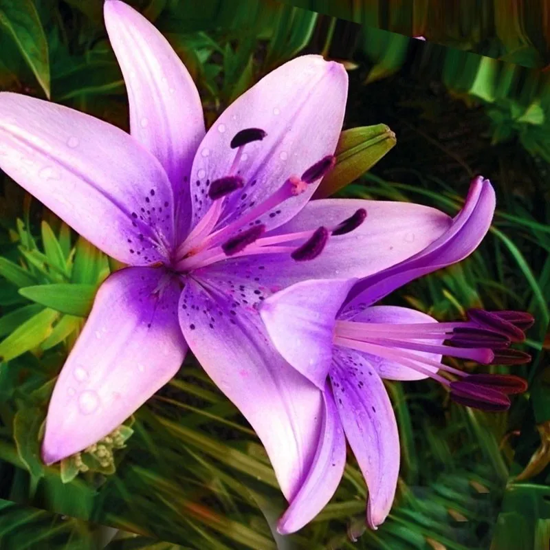 50 pcs/bag Purple Lily Flower Seeds Lilium Flower Purple Nice Lilly