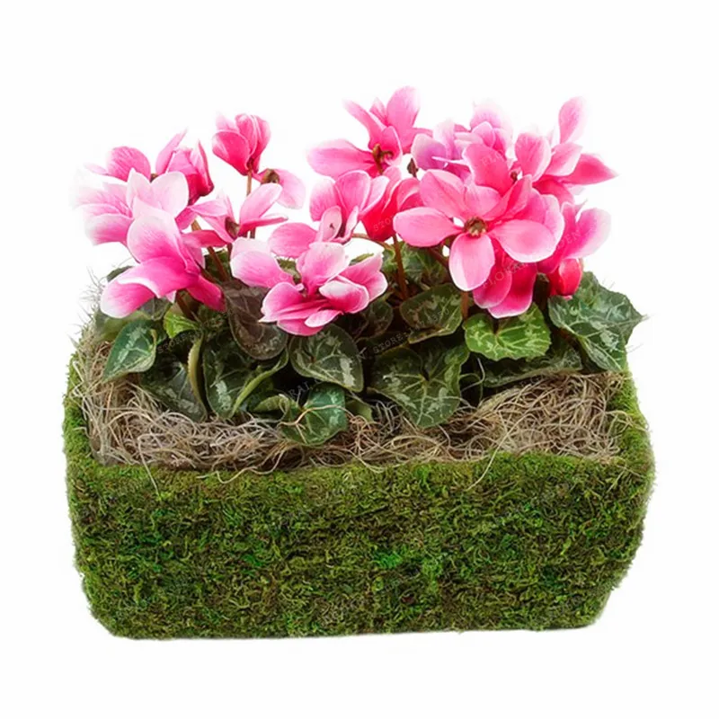 

Promotion!Red Cyclamen Flower bonsai Perennial Flowering Plants cyclamen plant for DIY Home Garden,100 pcs/Bag