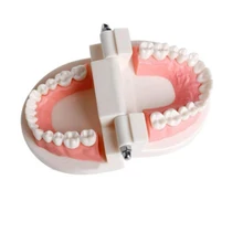 Pro Белый взрослый Стандартный стоматологический обучения, изучения Typodont демонстрационная модель зубов