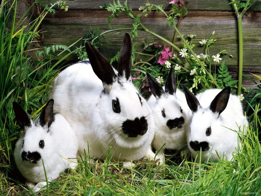 rabbit eat grass