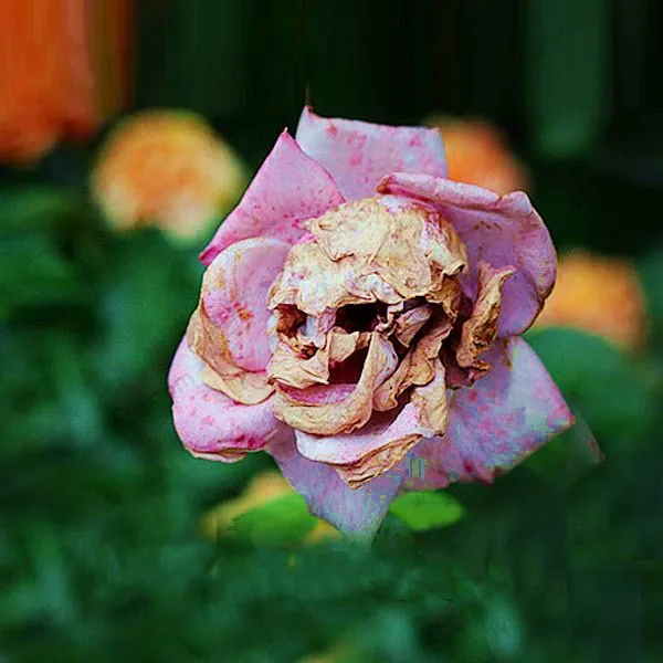 

100pcs/pack The Death Rose Bonsai Rare And Mysterious Plant Species Of Snapdragon Flower Bonsai Skull flower potted plants