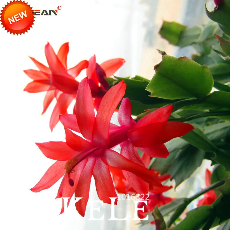 Большая промакция! 24 Цвета доступны Редкие Schlumbergera Сад бонсай Schlumbergera Truncatus растения 100 шт./упак.,# QBYGML