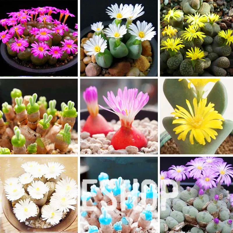 100pcs Succulent Seeds Lithops Rare Living Stones Plants Cactus Home Plant Hot 100pcs Succulent Seeds Lithops Rare Living Stones Plants Cactus Home Plant Hot