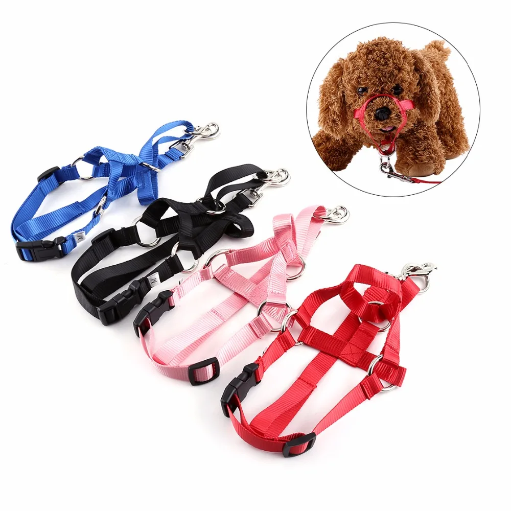 Leash Training The Dog Leash Training The Dog