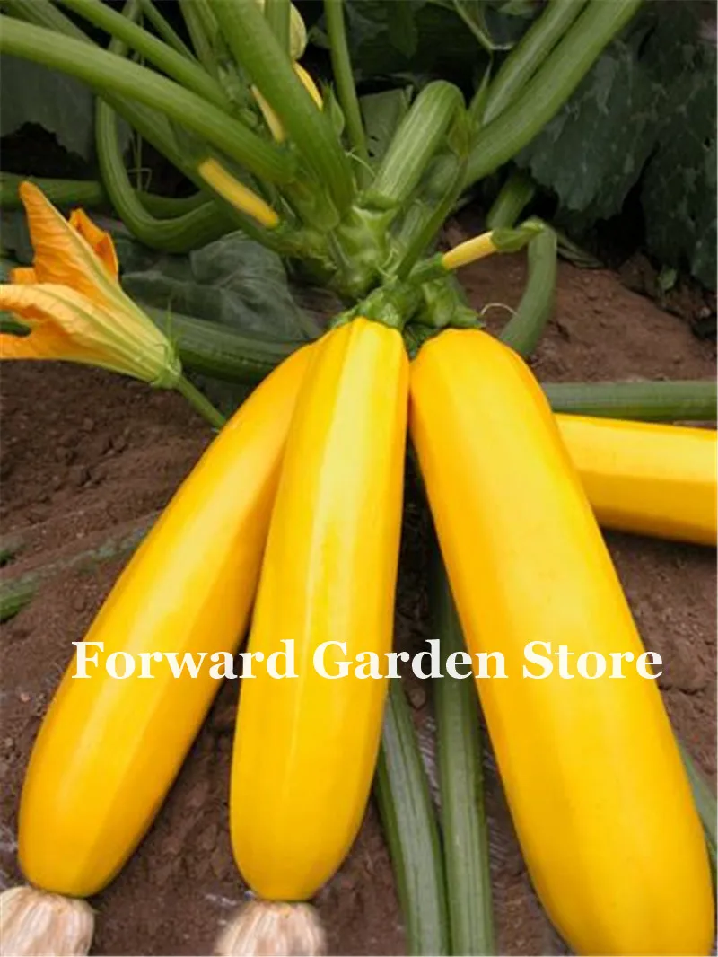 

Bonsai True Yellow Summer Squash Zucchini Bonsai, Banana Shape Delicious Vegetable Planting For Home Garden - 50 Pcs