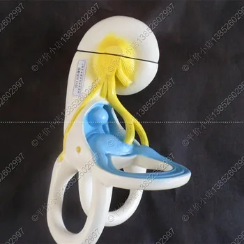 

Enlargement of inner ear labyrinth model inner ear anatomy model