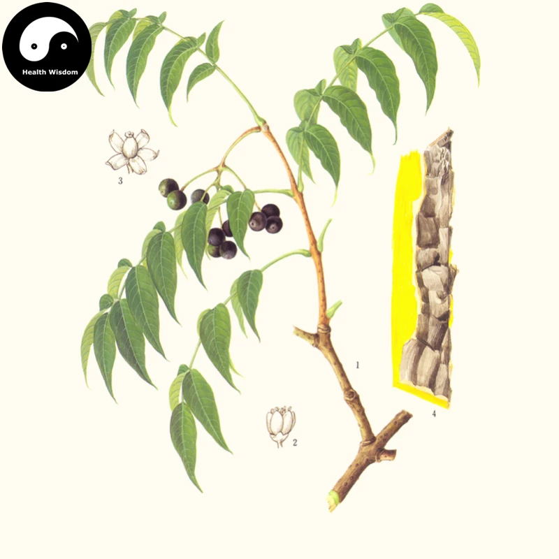 

Buy Phellodendri Semente 50pcs Plant Phellodendron Amurense For Huang Bai