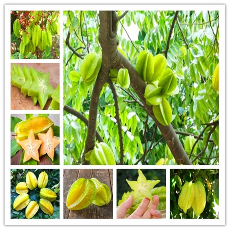 

100pcs Carambola Bonsai Star Fruit Rare Averrhoa Carambola Plant Tree Garden Bonsai Pots Woody Plants Free Shipping