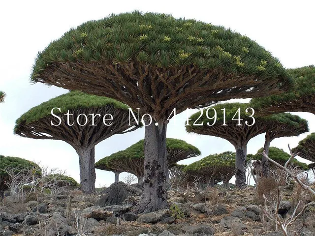 10 Pcs Dracaena Tree Bonsai Dragon Blood Draco Showy 10 Pcs Dracaena Tree Bonsai Dragon Blood Draco Showy Rare Giant Flower Garden Plants Easy To Grow