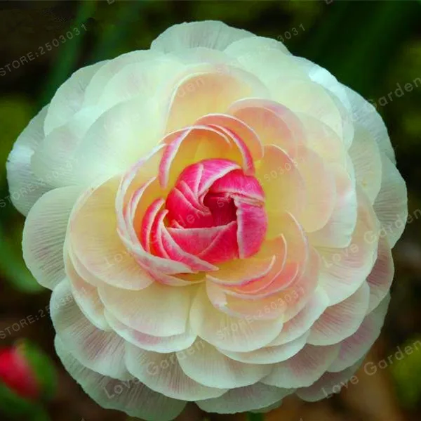 2 Bulbs Rare Ranunculus Asiaticus Flower Bulbs Flower Bulbs Symbolizes Love.Flower Garden Plants