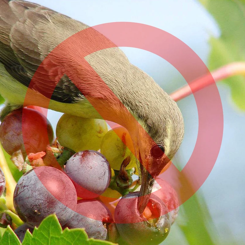 100pcs Grape bagging grow Waterproof Breathable fruit vegetables protective bag Garden Supplies Orchard Insect Bird Pest control 100pcs Grape bagging grow Waterproof Breathable fruit vegetables protective bag Garden Supplies Orchard Insect Bird Pest control
