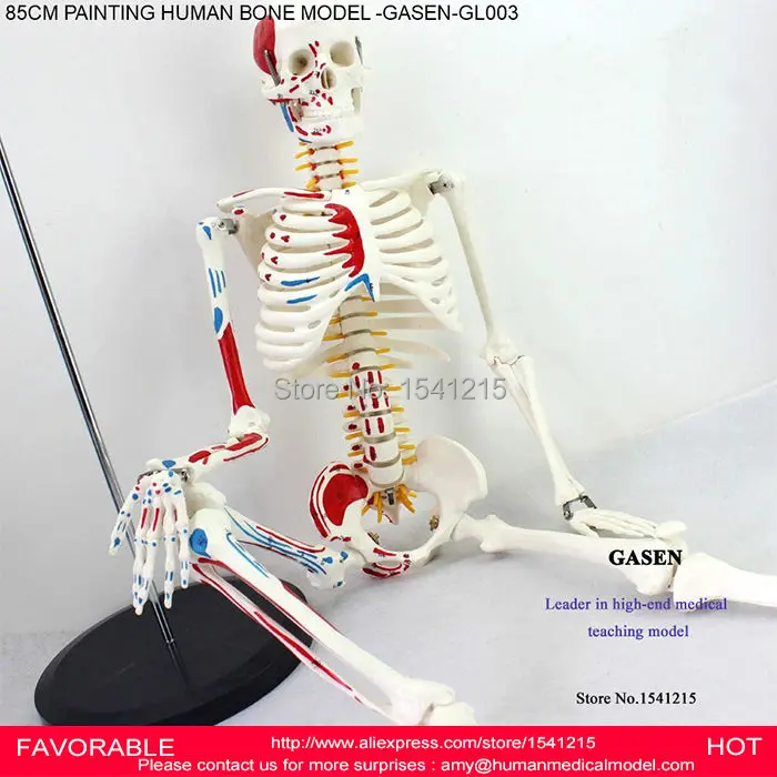 

85CM HUMAN SKELETON MODEL HUMAN ANATOMICAL VERTEBRAL ARTERY NEUROLOGY MEDICAL SKELETON MODEL SPINE MODEL -GASEN-GL003