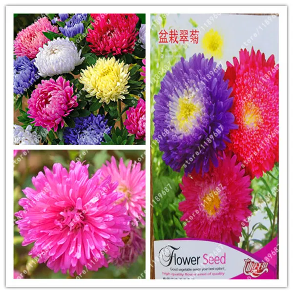 

Original package-True Aster plants Aster Flower Bonsai Flower Rainbow Chrysanthemum Perennial flowers plants