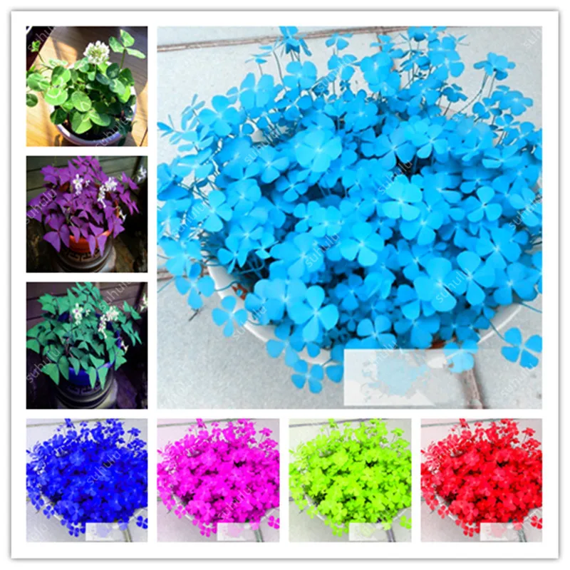 

100 Pcs Four Leaf Lover Clover Bonsai, Indoor Grass Flower Easy Plant Four-Leaf Lover Bonsai Office Desk Beautifying Blooming