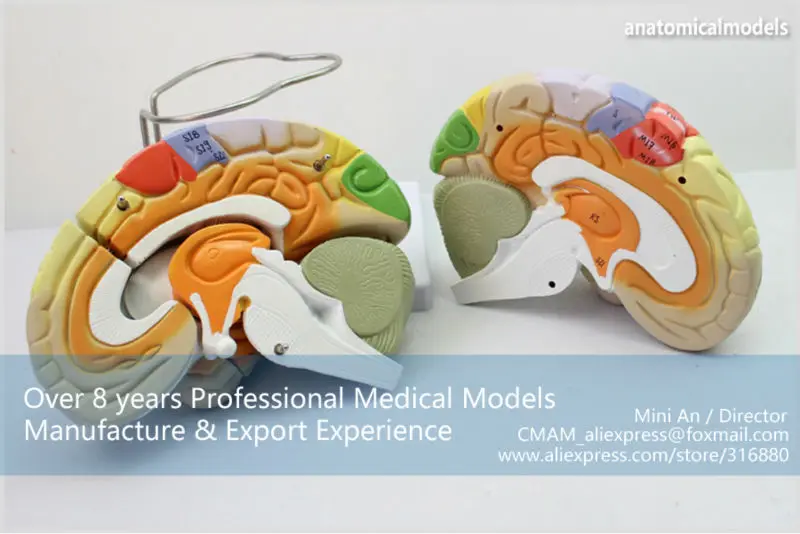BRAIN08 CMAM MODEL Magnify Human Anatomical Brain Anatomy 4