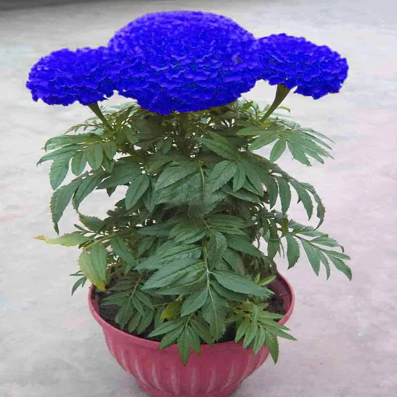 bonsais Hot Sale Rare Purple Maidenhair bonsais Flower Potted Herb Garden Marigold Chrysanthemum bonsais 50pcs bonsais Hot Sale Rare Purple Maidenhair bonsais Flower Potted Herb Garden Marigold Chrysanthemum bonsais 50pcs