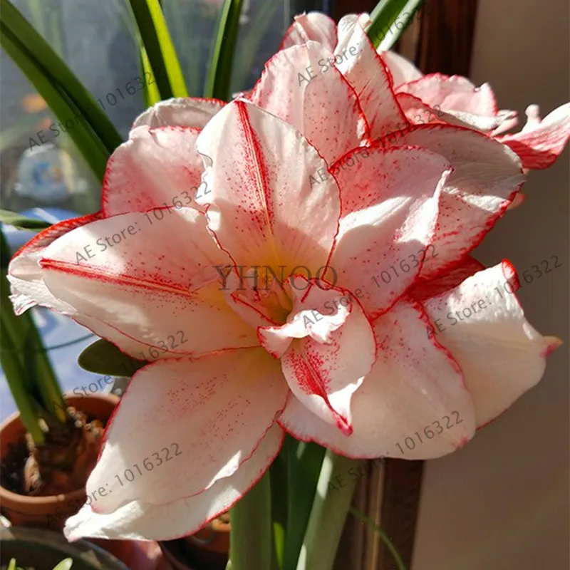 Цветок flores amaryllis растения 100 шт./пакет, Hippeastrum rutilum, бонсай растения для дома и сада - Цвет: 12