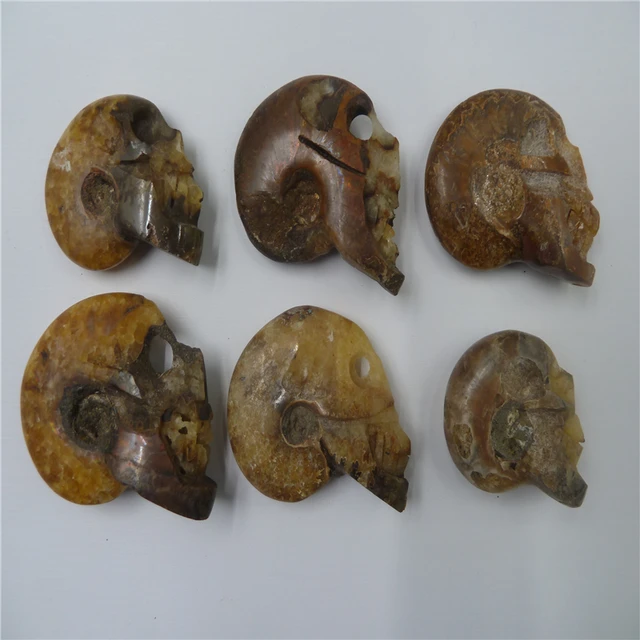 Cheap 6PCS NATURAL Conch fossil Crystal skull HEALING T1057 Cheap 6PCS NATURAL Conch fossil Crystal skull HEALING T1057