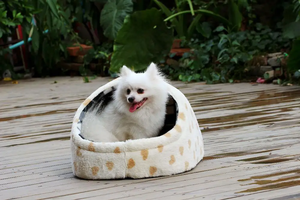 Petalent Shoe shape Pet house для маленьких собак и кошек, Тедди/Пудель/Чихуахуа/шотландский складной/персидский кошачий дом