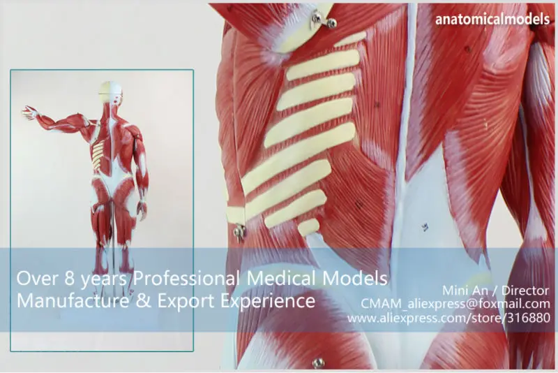 MUSCLE01 CMAM anatomical model 78cm muscle model 7