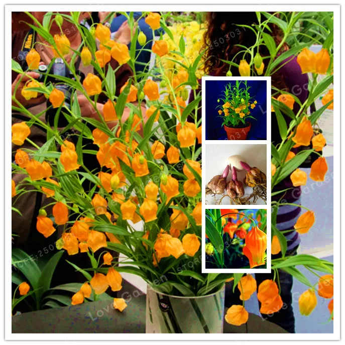 

2 Bulb Lily Palace Lantern (Not Bonsai) , Rare Flower Garden Plant , Balcony Bonsai Courtyard Plant Flowers Lily