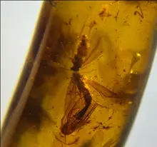 

Cretaceous rare big stonefly perlid burmite Untreated Myanmar Amber insect 100 million year lynx stone mens jewelry accessory